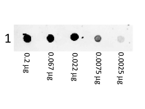 DB - F(ab')2 Anti-MOUSE IgG (H&L) (Phycoerythrin Conjugated) Pre-adsorbed Secondary Antibody ASR3194